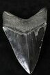 Serrated, Black Megalodon Tooth - Georgia #21884-2